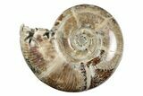 Polished, Sutured Ammonite (Eotetragonites) Fossil - Madagascar #246224-1